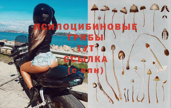 прущие грибы Покровск